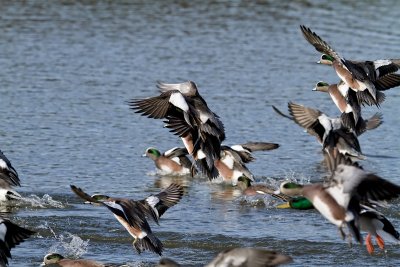 Flock of American Wigeons Raining from the Sky