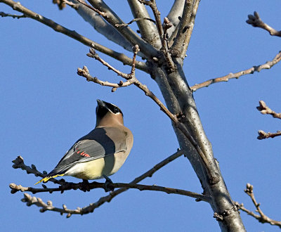 Cedar Waxwing