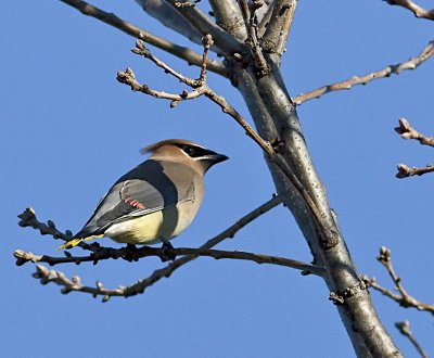 Cedar Waxwing