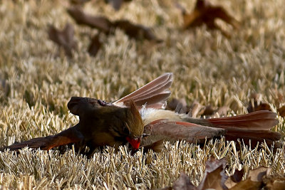 Cardinal Squabble