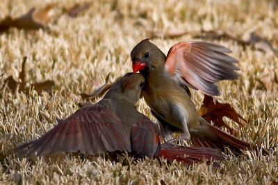 Cardinal Squabble