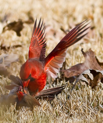 Cardinals