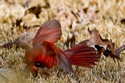 Cardinal Courtship