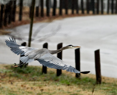 Backyard GBH