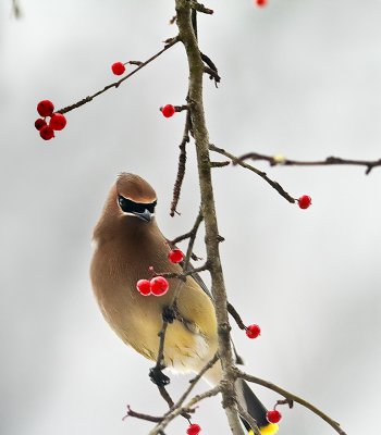 Cedar Waxwing