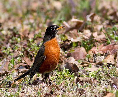 Robin