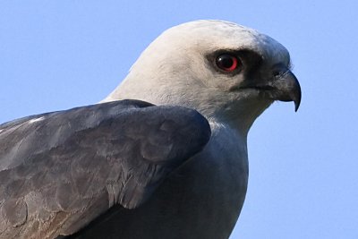 Mississippi Kite