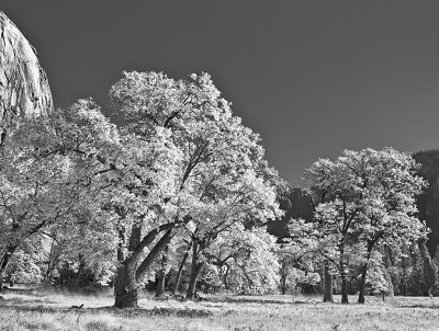 Autumn Oaks