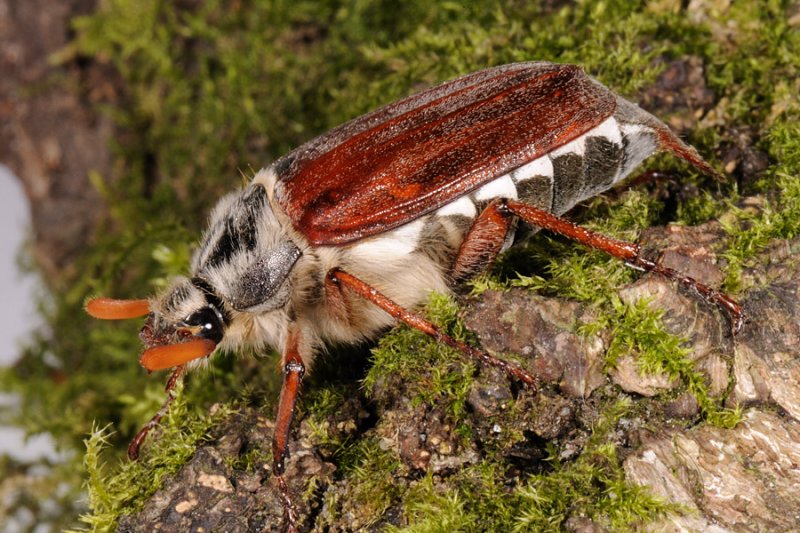 Common cockchafer, Melolontha melolontha, Almindelig oldenborre 2