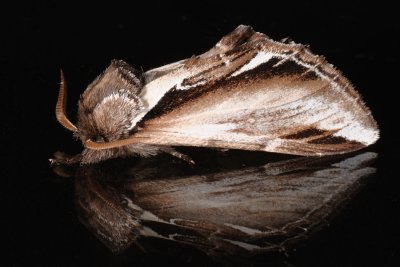 Lesser Swallow Prominent, Pheosia gnoma, Lille porcelænsspinder, Birkeporcelænsspinder 4