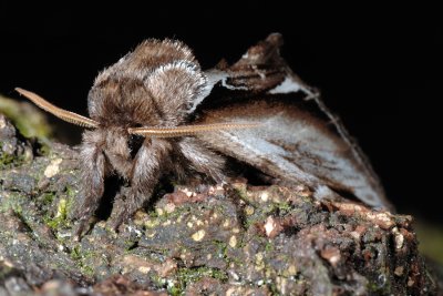 Lesser Swallow Prominent, Pheosia gnoma, Lille porcelnsspinder, Birkeporcelnsspinder 2