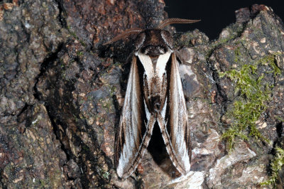 Lesser Swallow Prominent, Pheosia gnoma, Lille porcelnsspinder, Birkeporcelnsspinder 1