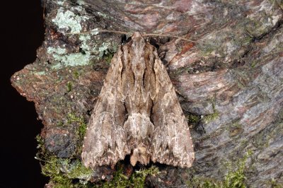 Dark Arches, Apamea monoglypha, Rodugle 1