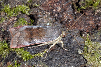 Lesser Broad-bordered Yellow Underwing, Noctua janthe 2