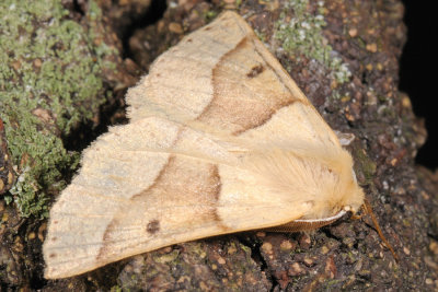 Scalloped Oak, Crocallis elinguaria, Okkergul rovmåler 2