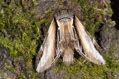 Swallow Prominent, Pheosia tremula, Stor porcelnsspinder, Poppel-porcelnsspinder 2