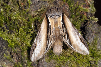 Swallow Prominent, Pheosia tremula, Stor porcelænsspinder, Poppel-porcelænsspinder 2