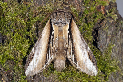 Swallow Prominent, Pheosia tremula, Stor porcelnsspinder, Poppel-porcelnsspinder 1