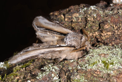 Swallow Prominent, Pheosia tremula, Stor porcelænsspinder, Poppel-porcelænsspinder 3