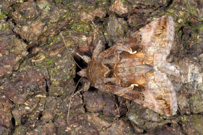 Silver Y, Autographa gamma, Gammaugle 1