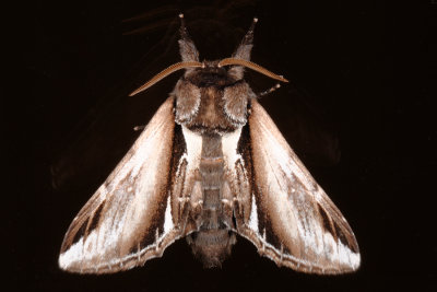 Lesser Swallow Prominent, Pheosia gnoma, Lille porcelnsspinder, Birkeporcelnsspinder 5