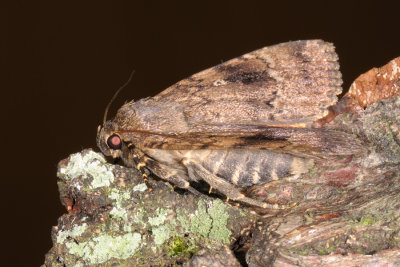 Copper Underwing, Amphipyra pyramidea, Pyramideugle 2