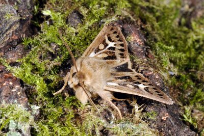 Antler Moth, Cerapteryx graminis, Grsugle 2