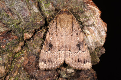 Copper Underwing, Amphipyra pyramidea, Pyramideugle 3