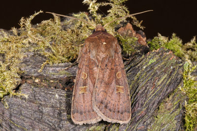 Square-spot Rustic, Xestia xanthographa 1