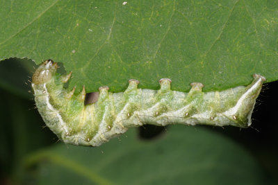 Dot Moth, Melanchra persicariae, Pileurtugle 2