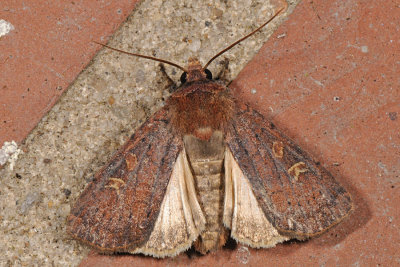 Square-spot Rustic, Xestia xanthographa 2