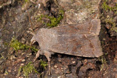 Clouded Drab, Orthosia incerta, Broget Forrsugle 2