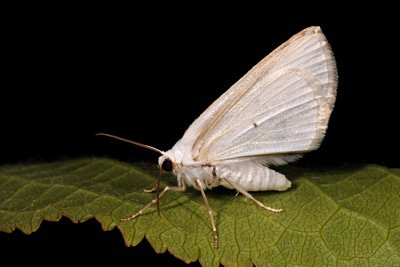 Clouded Silver, Lomographa temerata, Tobåndet atlaskmåler 2