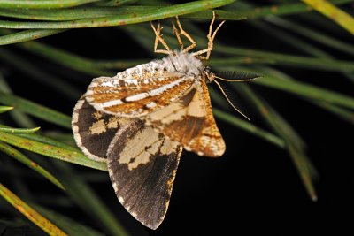 Bordered White, Bupalus piniaria, Fyrremåler 5