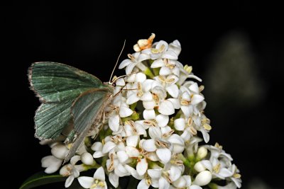 Common Emerald, Hemithea aestivaria, Brunplettet Lundmåler 3