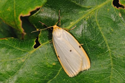 Four-dotted Footman, Cybosia mesomella, Dag-lavspinder 2