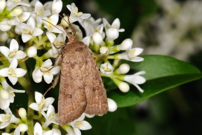 Rustic, Hoplodrina blanda 1