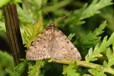 Large Tabby, Aglossa pinguinalis 1