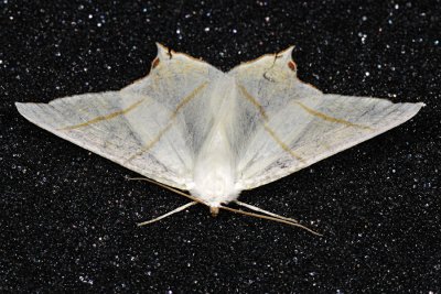 Swallow-tailed Moth, Ourapteryx sambucaria, Natsvalehale 2