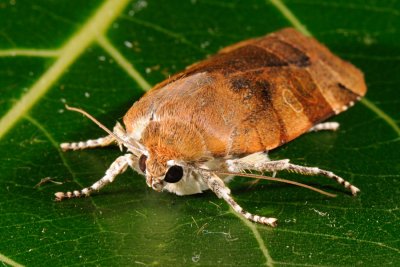 Broad-bordered Yellow Underwing, Noctua fimbriata, Gul Bndugle 5