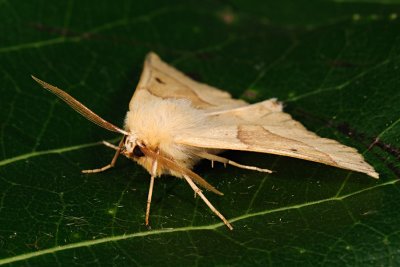 Scalloped Oak, Crocallis elinguaria, Okkergul rovmåler 5