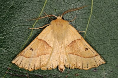 Scalloped Oak, Crocallis elinguaria, Okkergul rovmåler 6