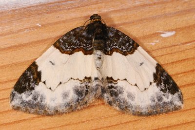 Beautiful Carpet, Mesoleuca albicillata, Hindbær-bladmåler 3