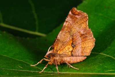 Early Thorn, Selenia dentaria, Almindelig månemåler 3
