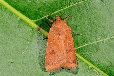 Lesser Yellow Underwing, noctua comes 1