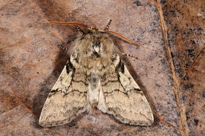 Yellow Horned, Achlya flavicornis, Gulhornet uldspinder 1