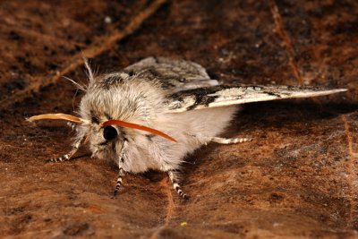 Yellow Horned, Achlya flavicornis, Gulhornet uldspinder 2