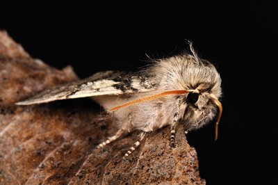 Yellow Horned, Achlya flavicornis, Gulhornet uldspinder 3