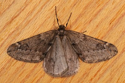 March Moth, Alsophila aescularia, Martsmler 1