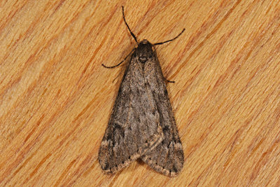 March Moth, Alsophila aescularia, Martsmler 2